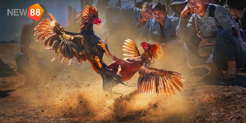 Sức hấp dẫn của đá gà trên mạng Sức hấp dẫn của đá gà trên mạng