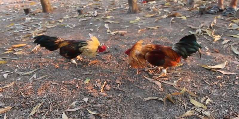 Cách nuôi gà tre đá hiệu quả dành cho các bạn đam mê đá gà